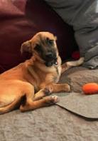Enlarge Toby, a Adoptable mixed breed in Geneva, IL image 4/6
