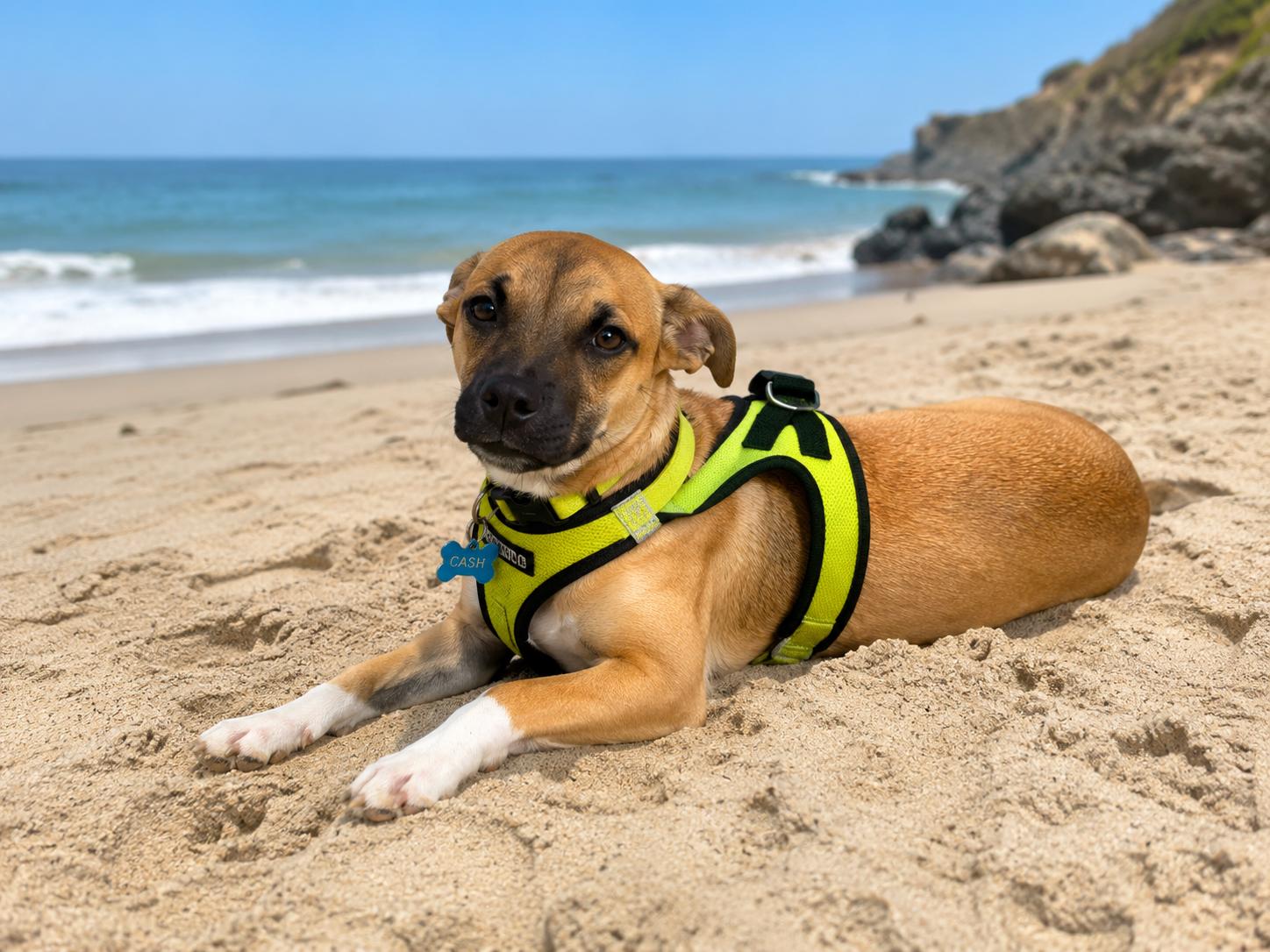 Enlarge Toby, a Adoptable mixed breed in Geneva, IL image 2/6
