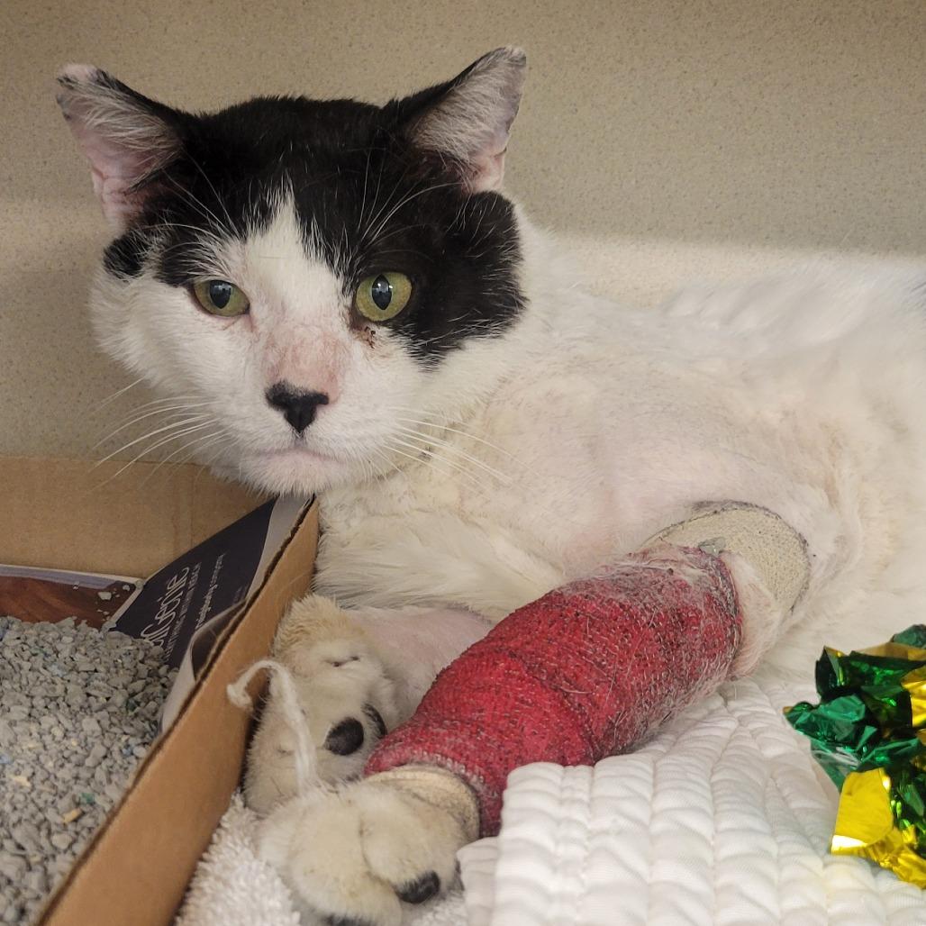 Enlarge Iverson, a Adoptable Domestic Medium Hair in Wheeling, IL image 1/6