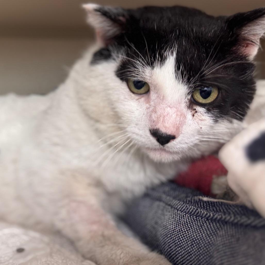 Enlarge Iverson, a Adoptable Domestic Medium Hair in Wheeling, IL image 2/6