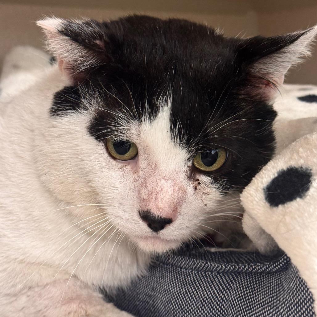 Enlarge Iverson, a Adoptable Domestic Medium Hair in Wheeling, IL image 3/6