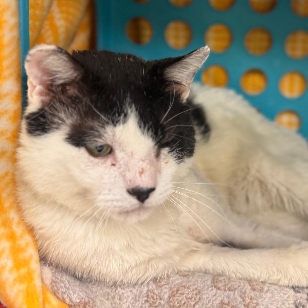 Enlarge Iverson, a Adoptable Domestic Medium Hair in Wheeling, IL image 4/6