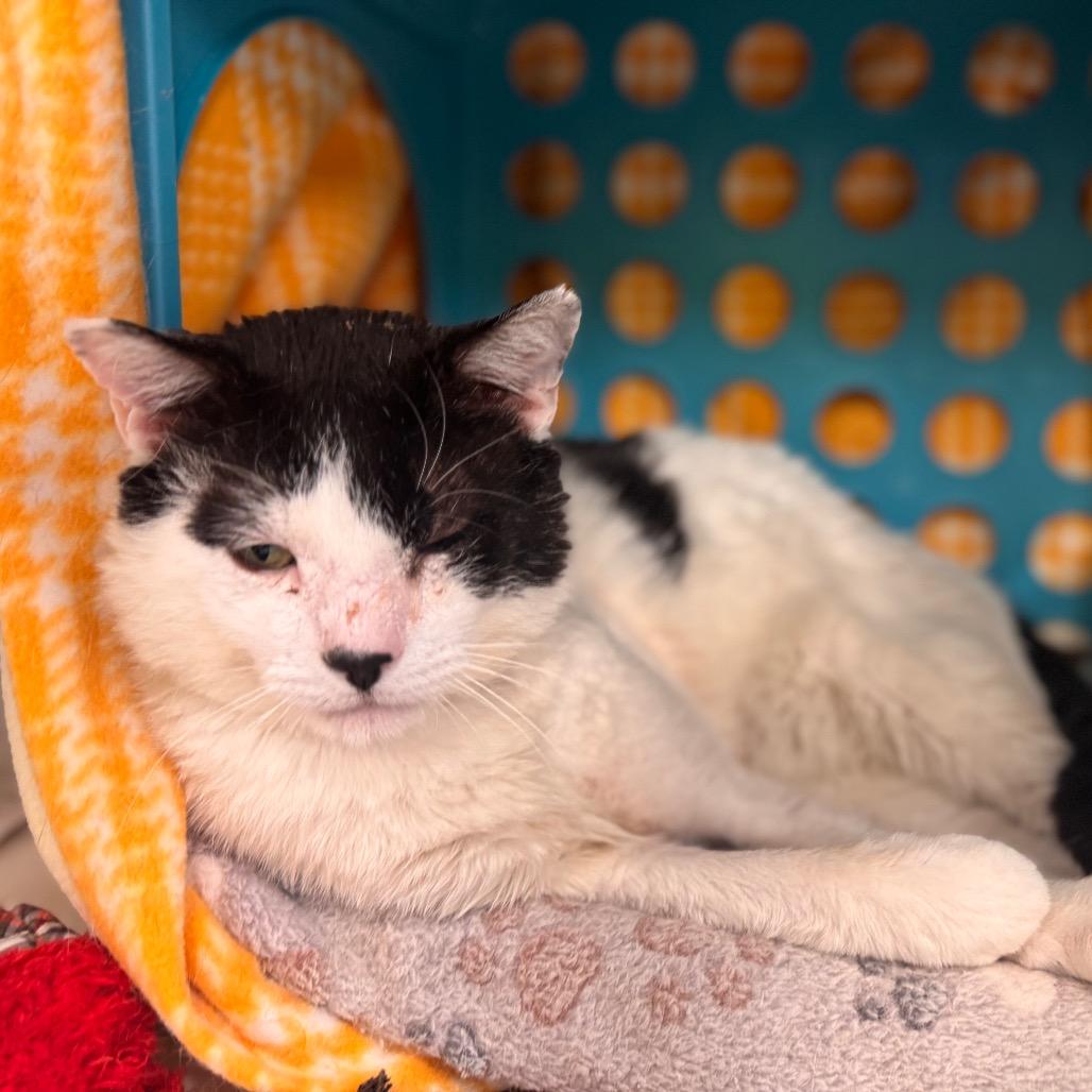Enlarge Iverson, a Adoptable Domestic Medium Hair in Wheeling, IL image 5/6