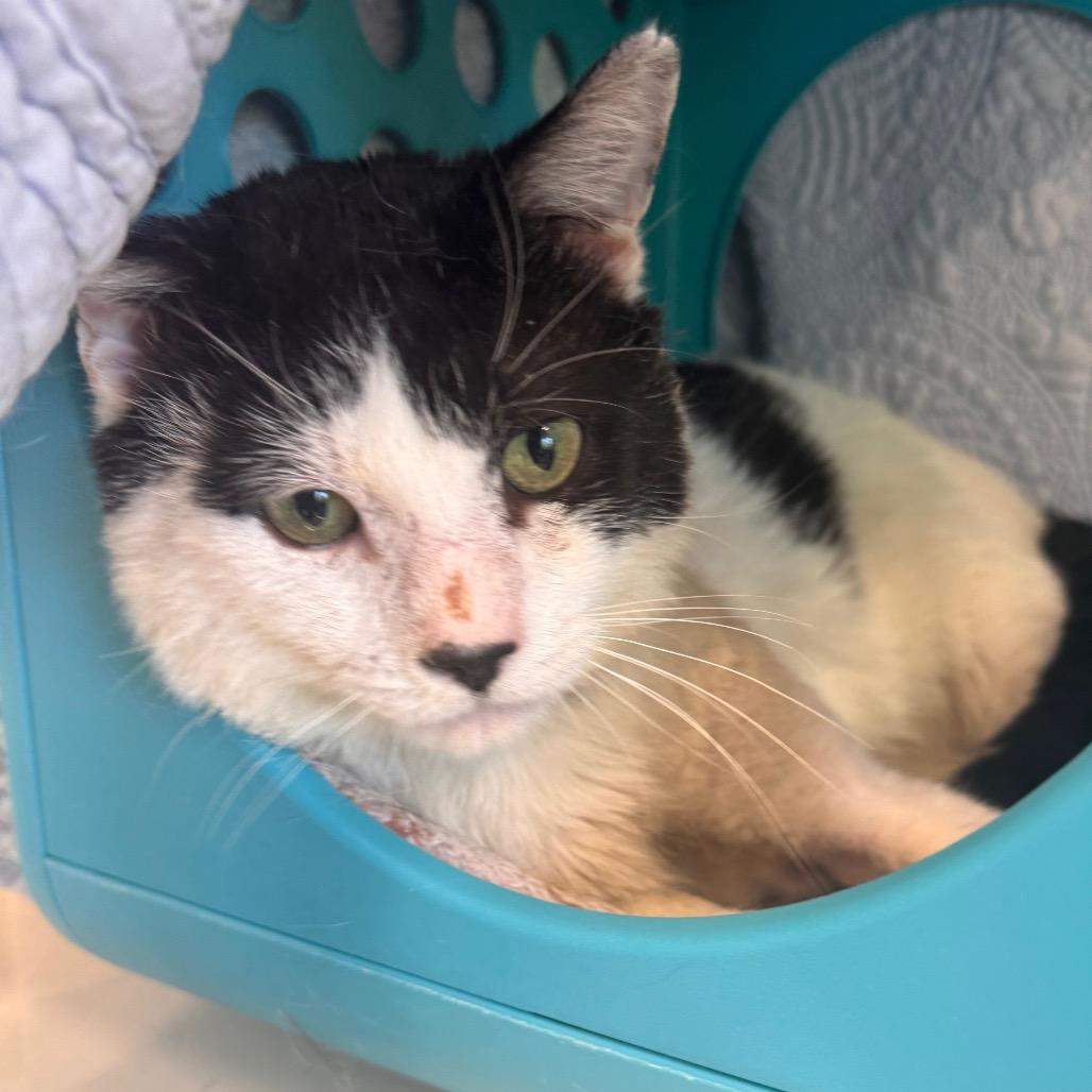 Enlarge Iverson, a Adoptable Domestic Medium Hair in Wheeling, IL image 6/6