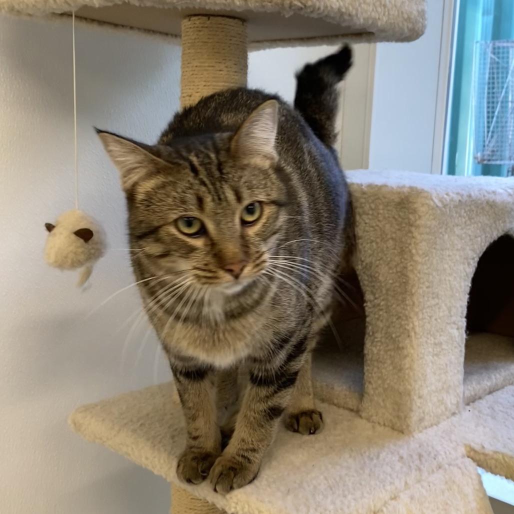 Enlarge Felix, a Adoptable Domestic Short Hair in Mount Shasta, CA image 1/3