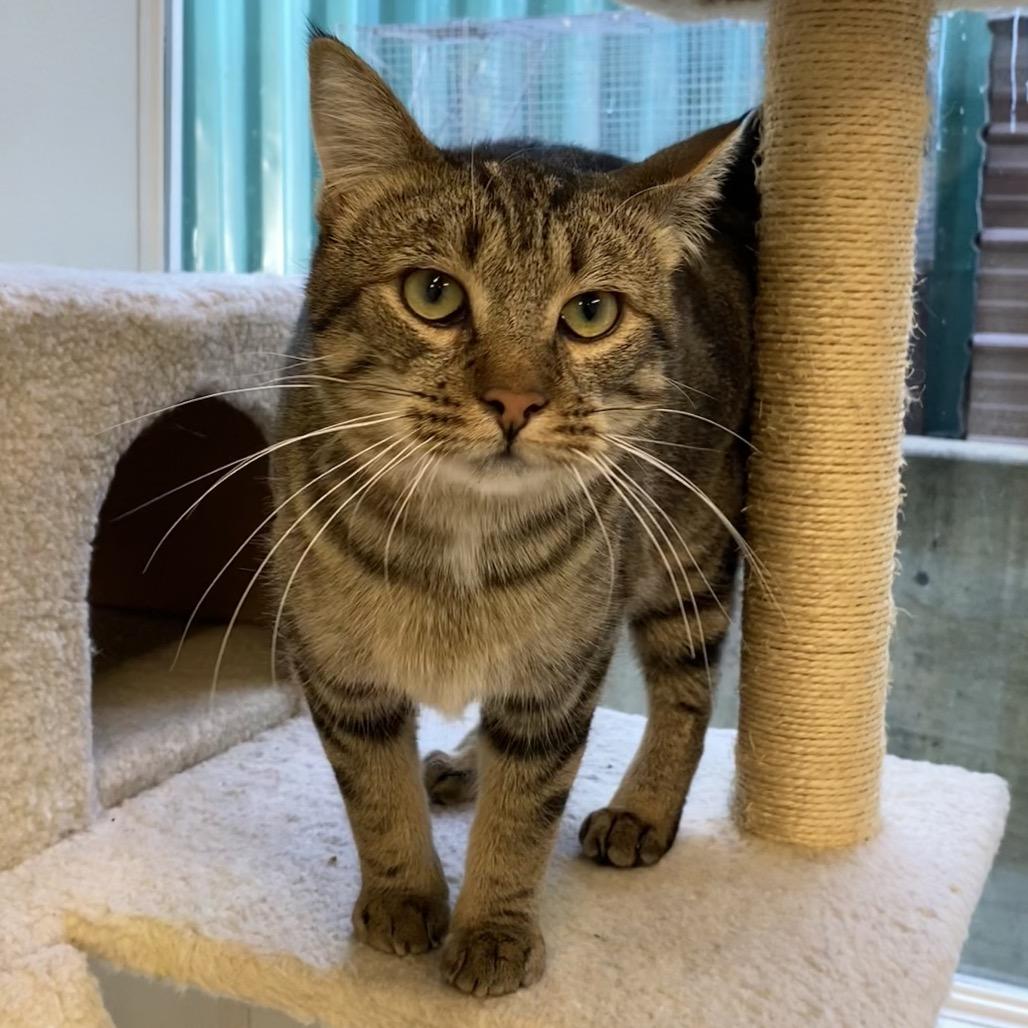 Enlarge Felix, a Adoptable Domestic Short Hair in Mount Shasta, CA image 2/3