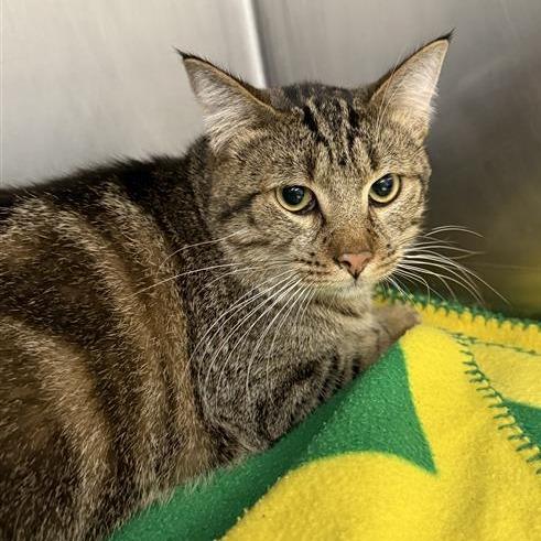 Felix / Churro, Adoptable, Young Male Domestic Short Hair.