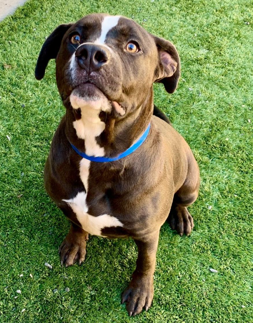 Enlarge TAURUS NEEDS A FOSTER HOME IMMEDIATELY! Sweet & dog friendly , a Adoptable Pit Bull Terrier in Rancho Cucamonga, CA image 3/5