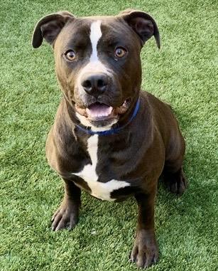 Enlarge TAURUS NEEDS A FOSTER HOME IMMEDIATELY! Sweet & dog friendly , a Adoptable Pit Bull Terrier in Rancho Cucamonga, CA image 4/5