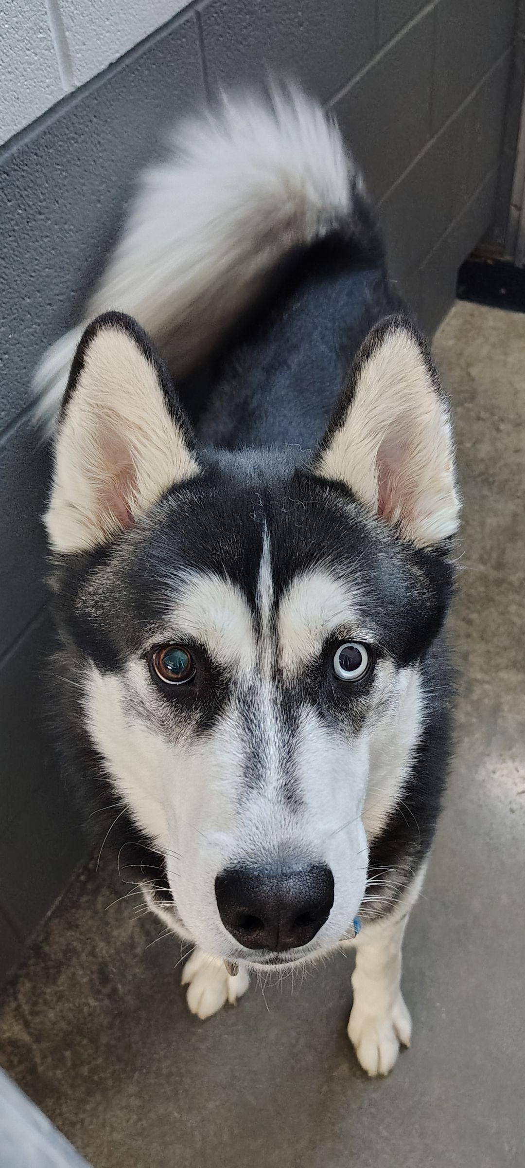 Enlarge Saber , a ADOPTABLE Husky in Taylorsville, KY image 1/1
