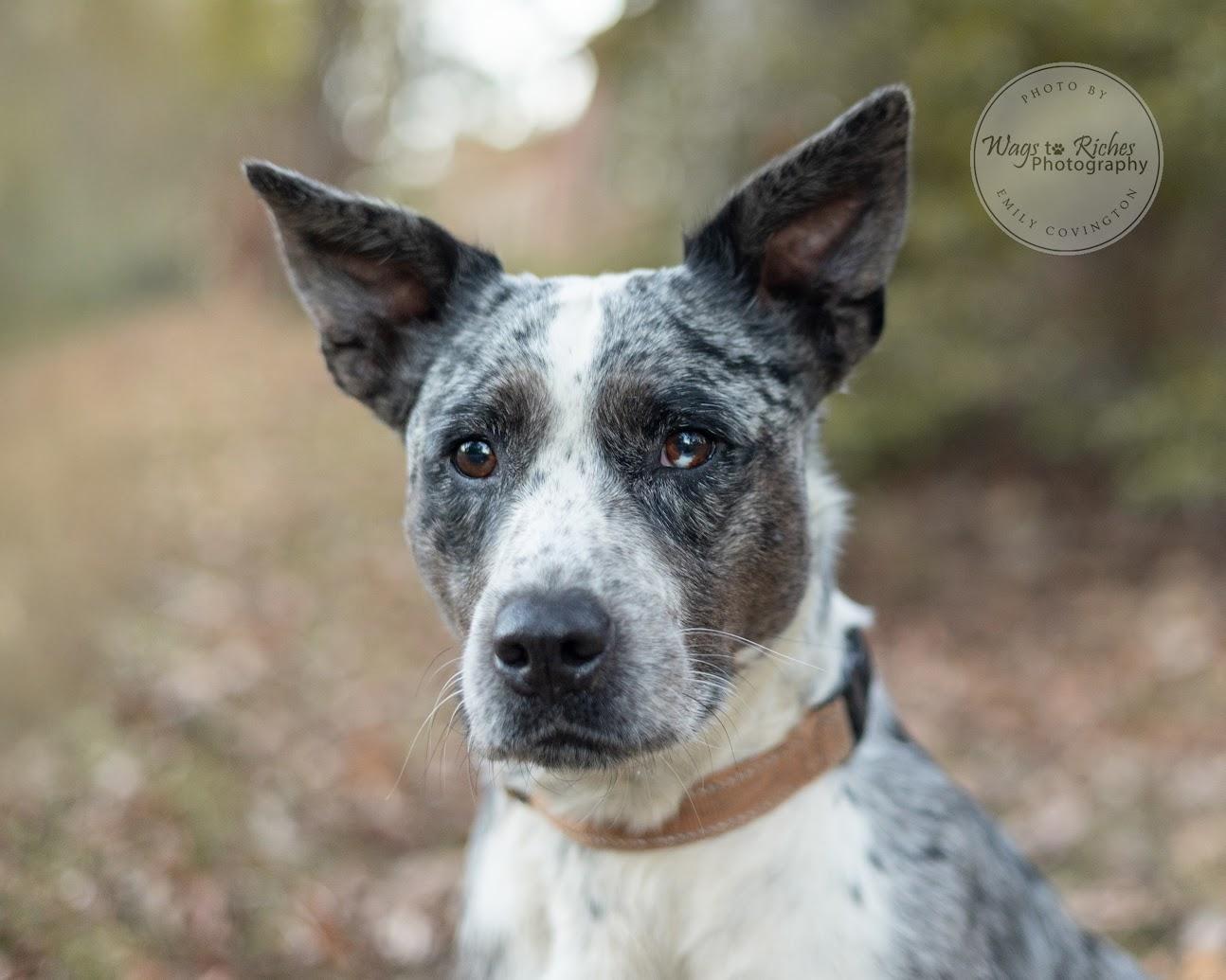 Georgia - Adopted, an adopted mixed breed in East Providence, RI image 2/6