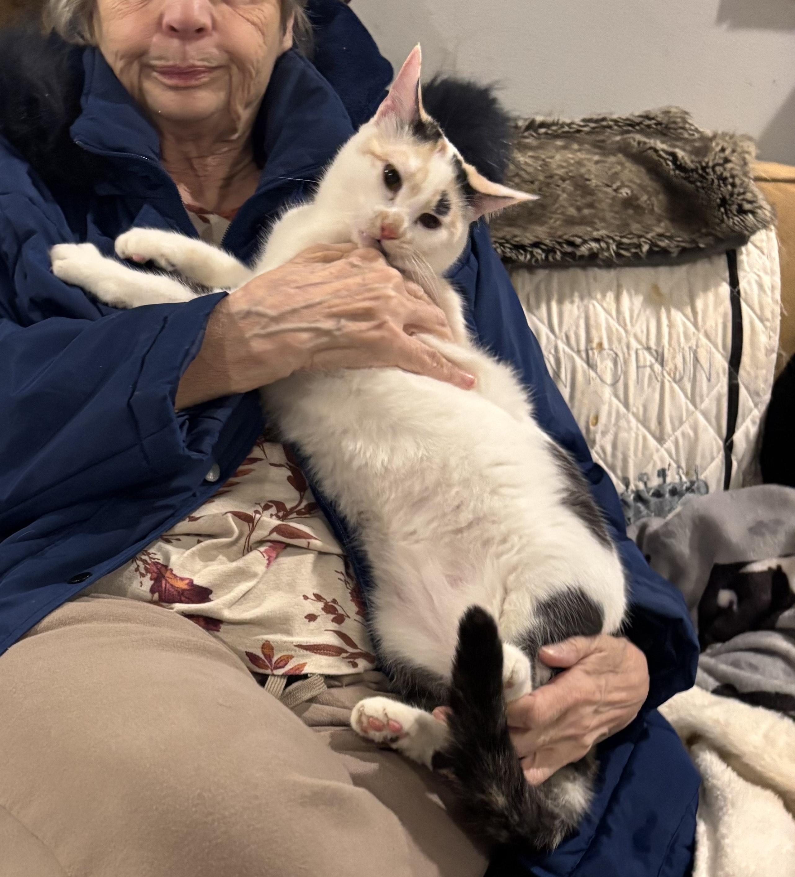 Enlarge Bianca and Sheamus, a ADOPTABLE Domestic Short Hair in Fairfax, VA image 4/5