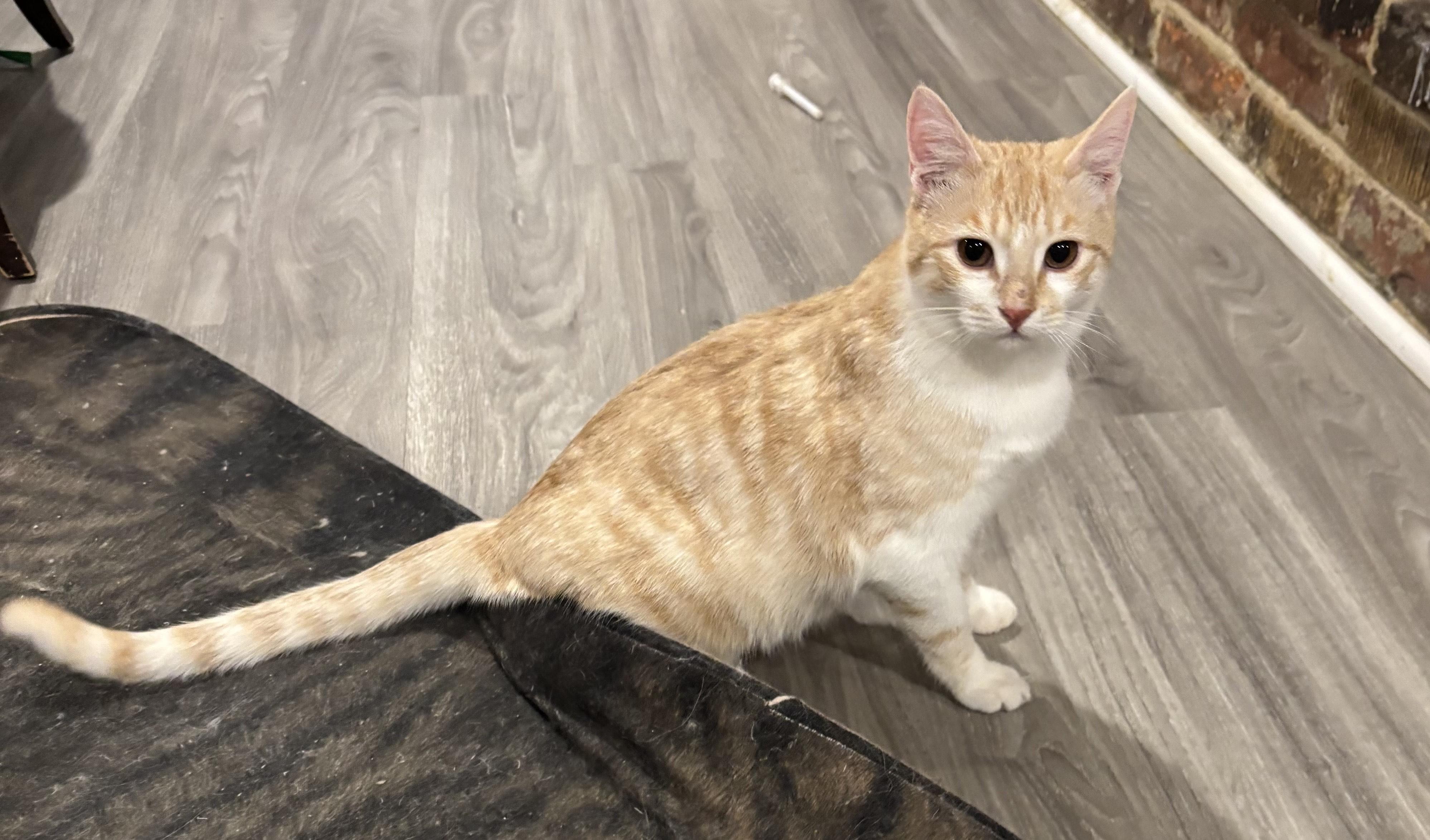 Enlarge Bianca and Sheamus, a ADOPTABLE Domestic Short Hair in Fairfax, VA image 1/5