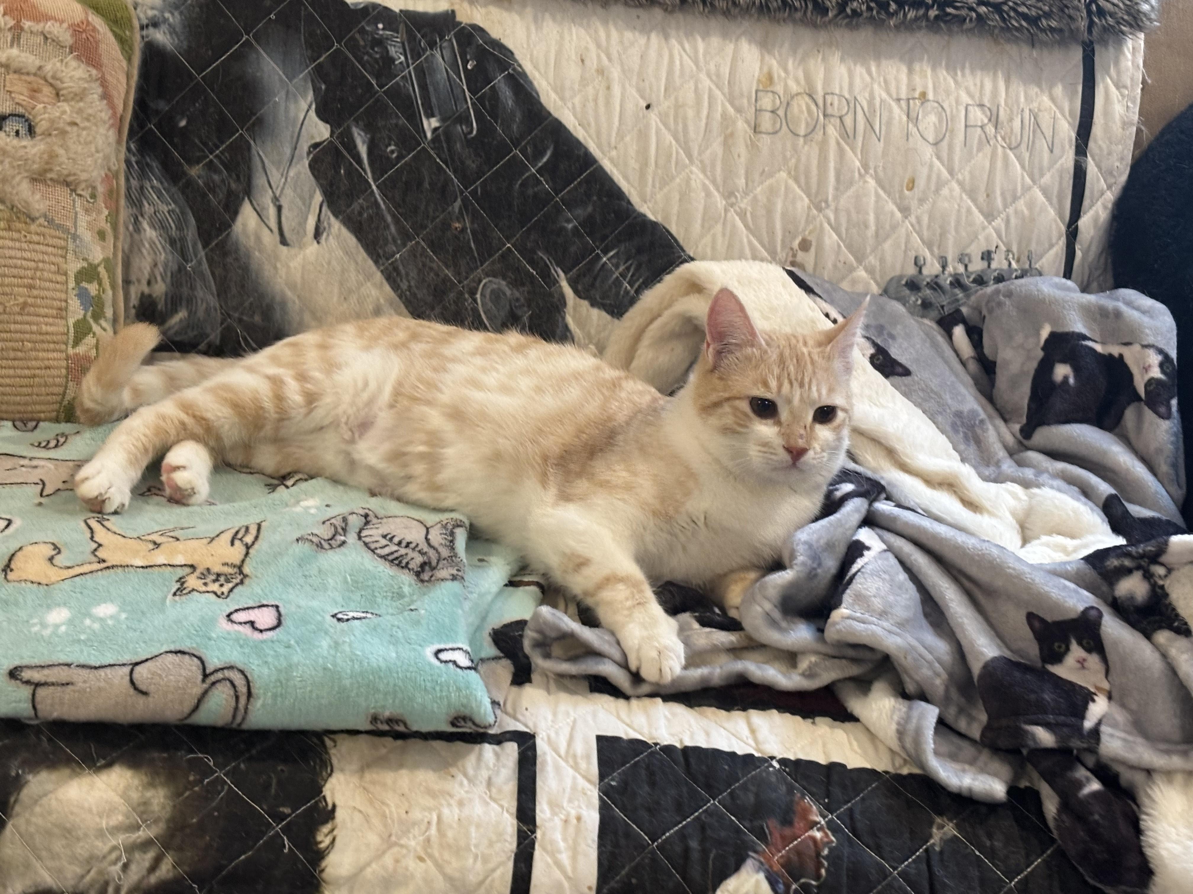 Enlarge Bianca and Sheamus, a ADOPTABLE Domestic Short Hair in Fairfax, VA image 5/5