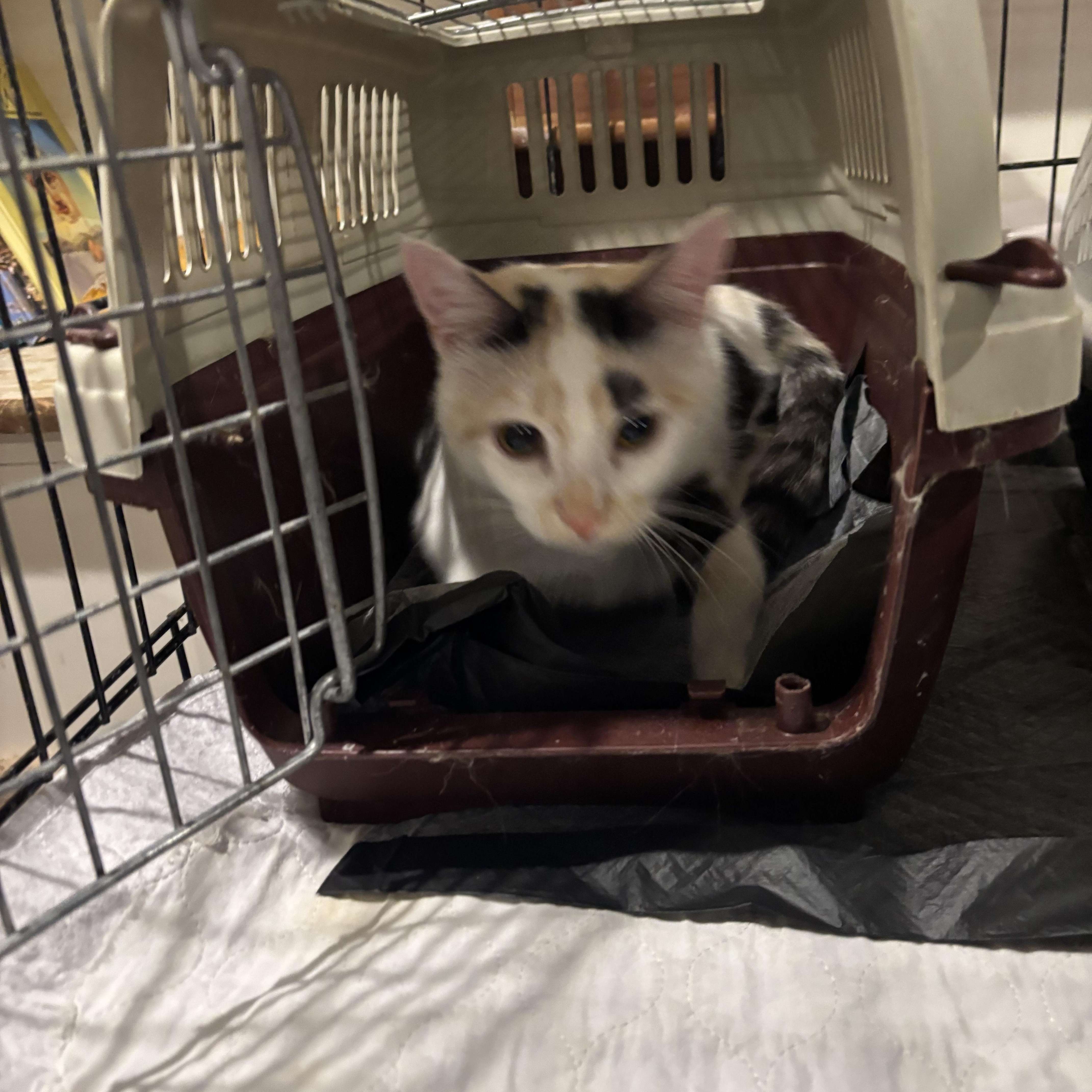 Enlarge Bianca and Sheamus, a ADOPTABLE Domestic Short Hair in Fairfax, VA image 2/5