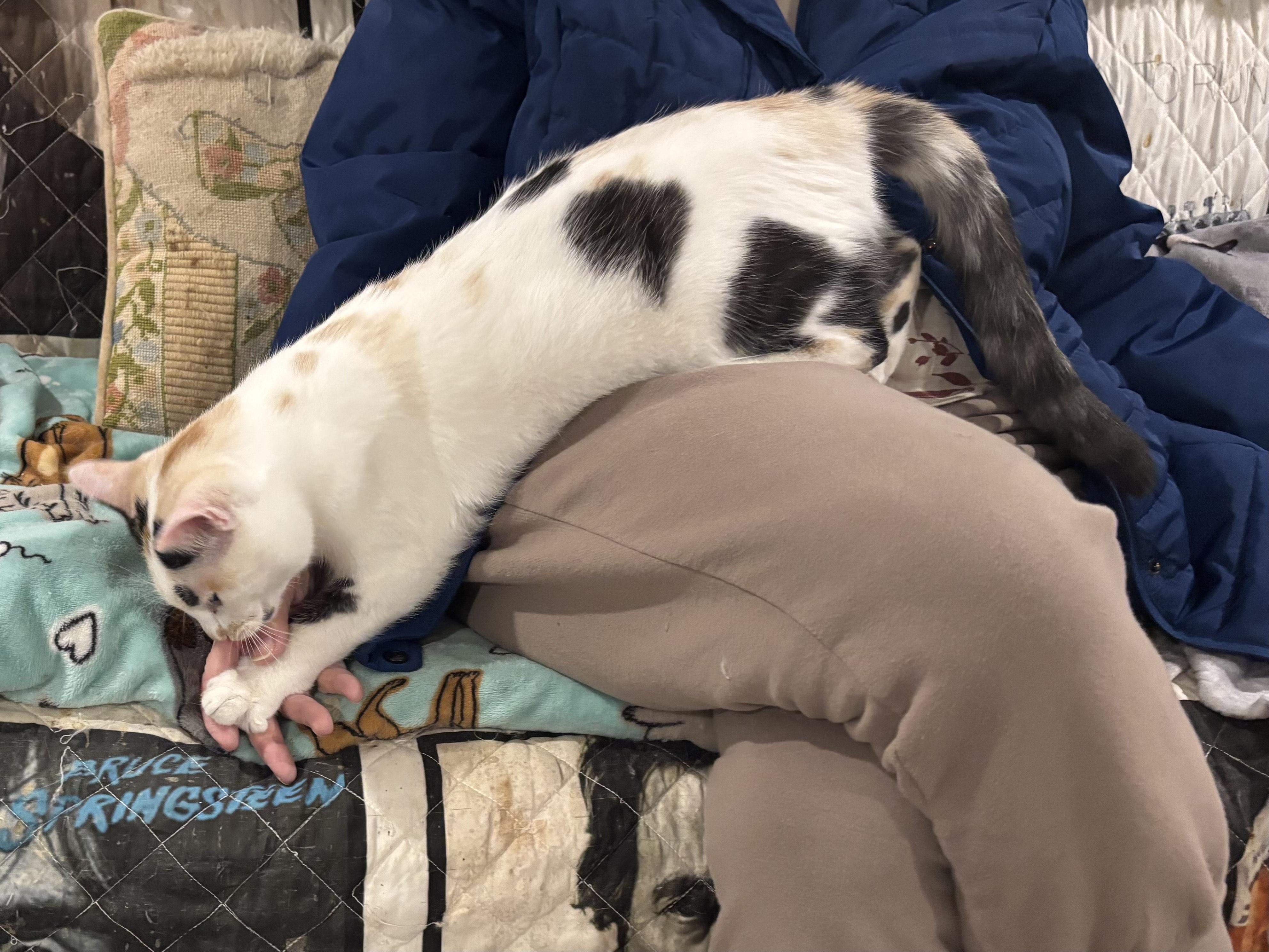 Enlarge Bianca and Sheamus, a ADOPTABLE Domestic Short Hair in Fairfax, VA image 3/5