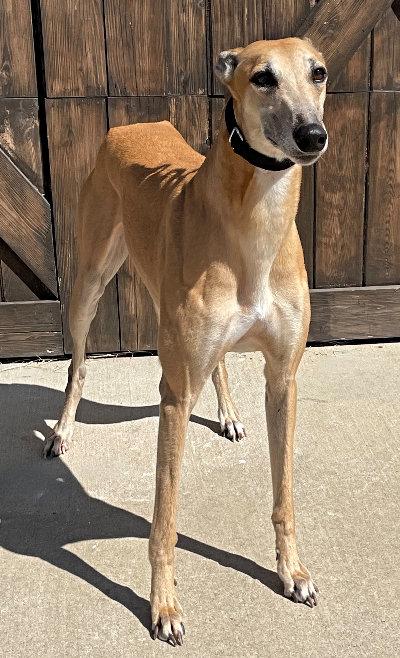 Enlarge Zag (aka O Ya Zig Zag), a Adoptable Greyhound in Dallas, TX image 1/2