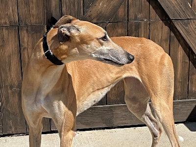 Enlarge Zag (aka O Ya Zig Zag), a Adoptable Greyhound in Dallas, TX image 2/2