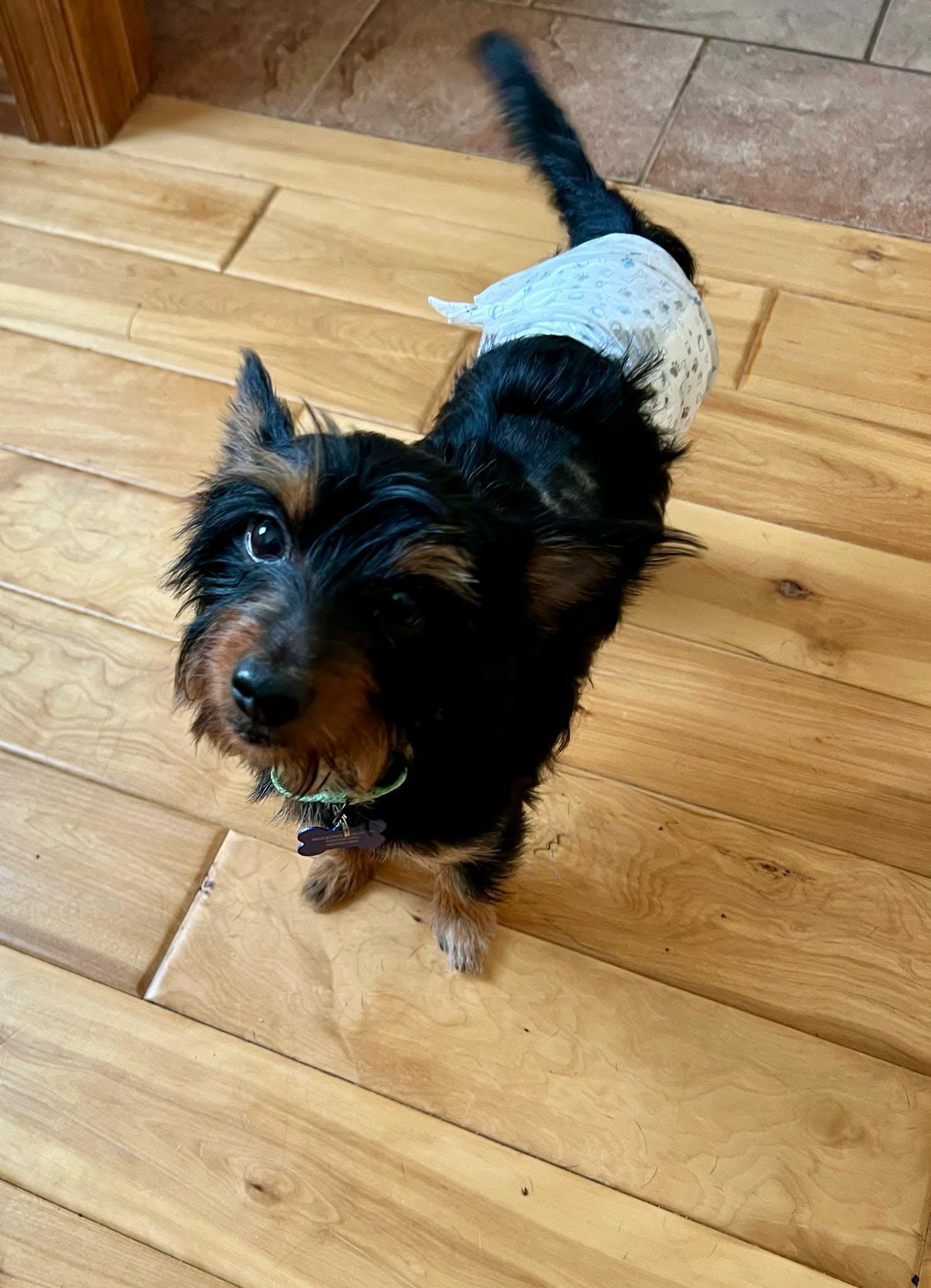 Enlarge Diego, a ADOPTABLE mixed breed in De Pere, WI image 5/6