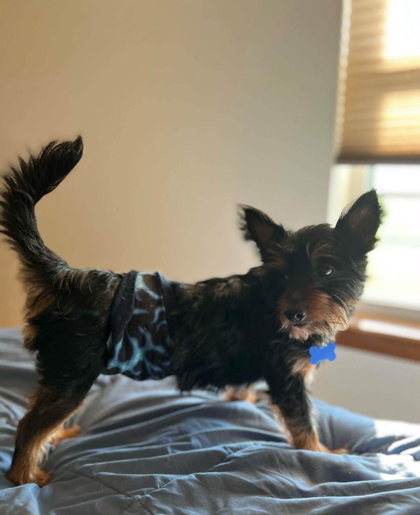 Enlarge Diego, a ADOPTABLE mixed breed in De Pere, WI image 3/6