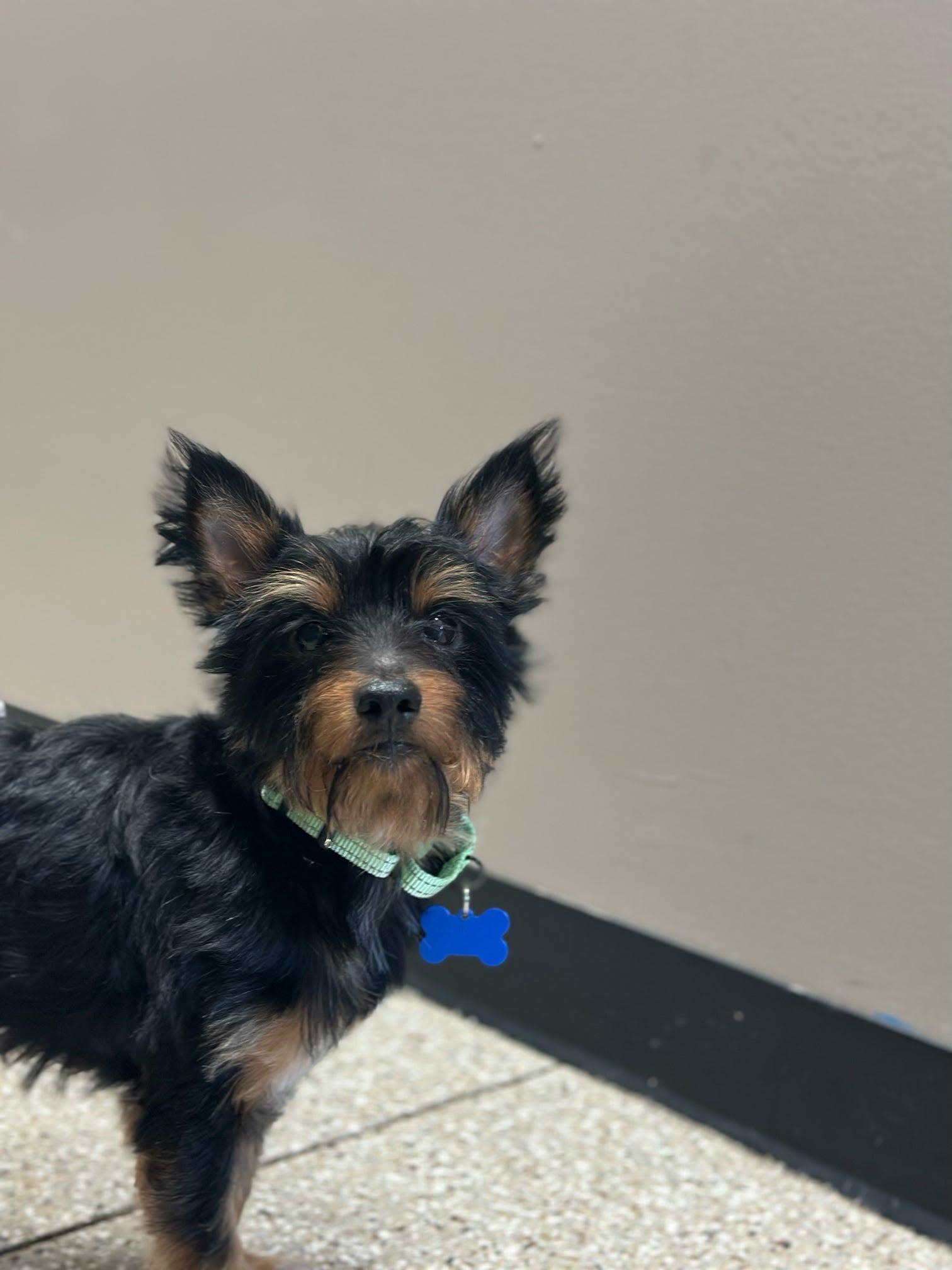 Diego, adoptable, Adult Male Yorkshire Terrier.