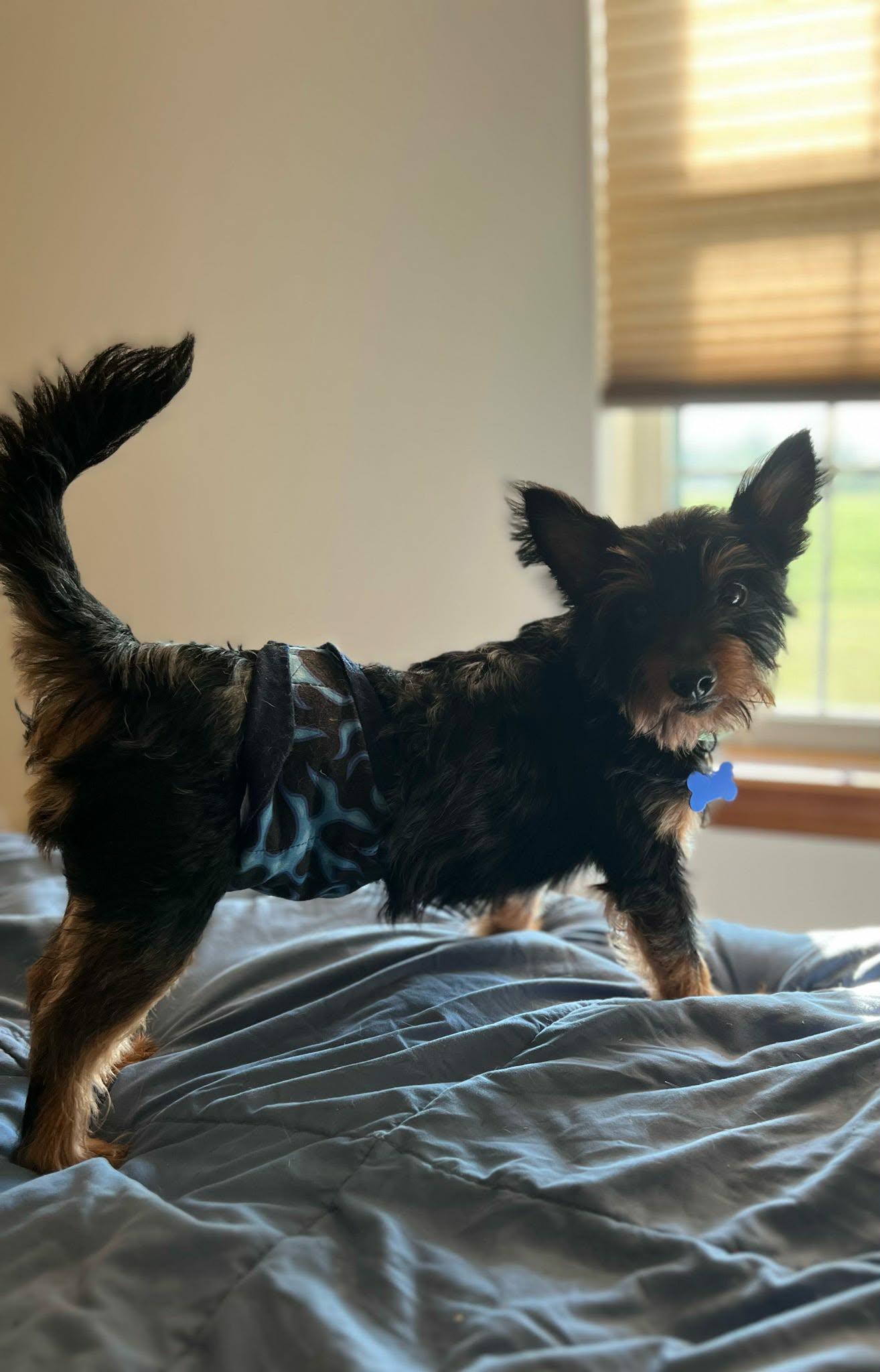 Enlarge Diego, a ADOPTABLE mixed breed in De Pere, WI image 1/6