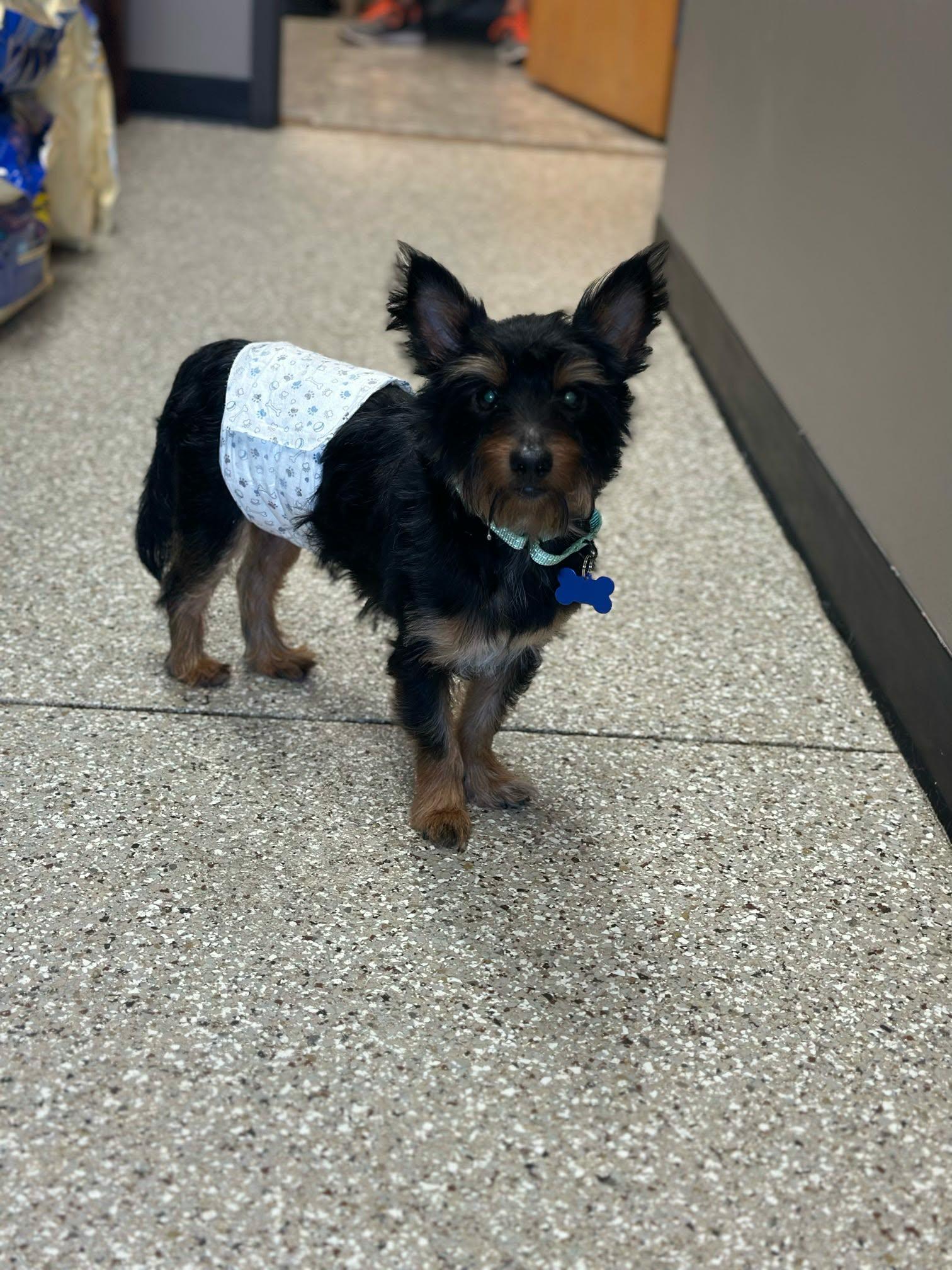 Enlarge Diego, a ADOPTABLE mixed breed in De Pere, WI image 4/6