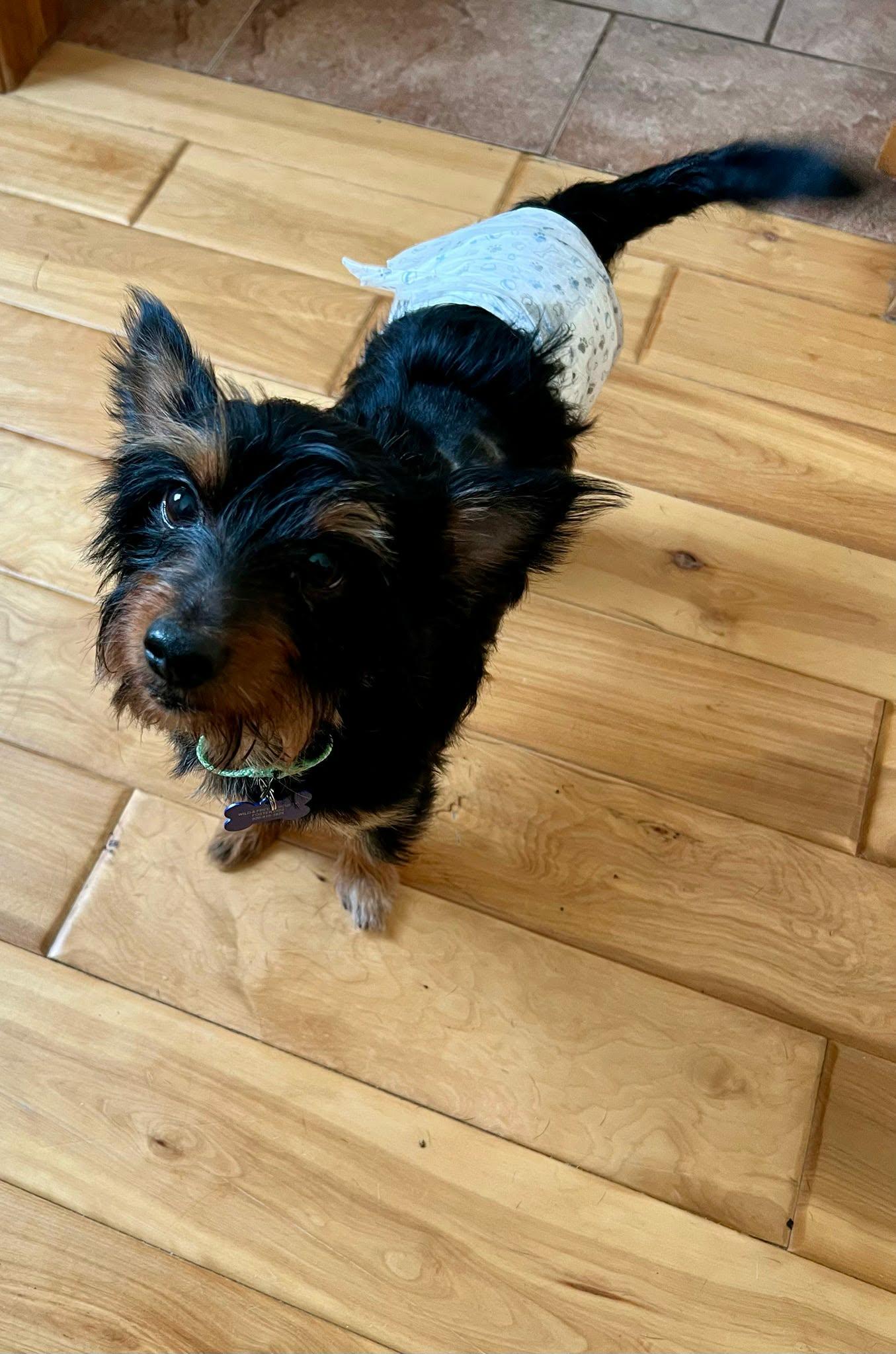 Enlarge Diego, a ADOPTABLE mixed breed in De Pere, WI image 2/6