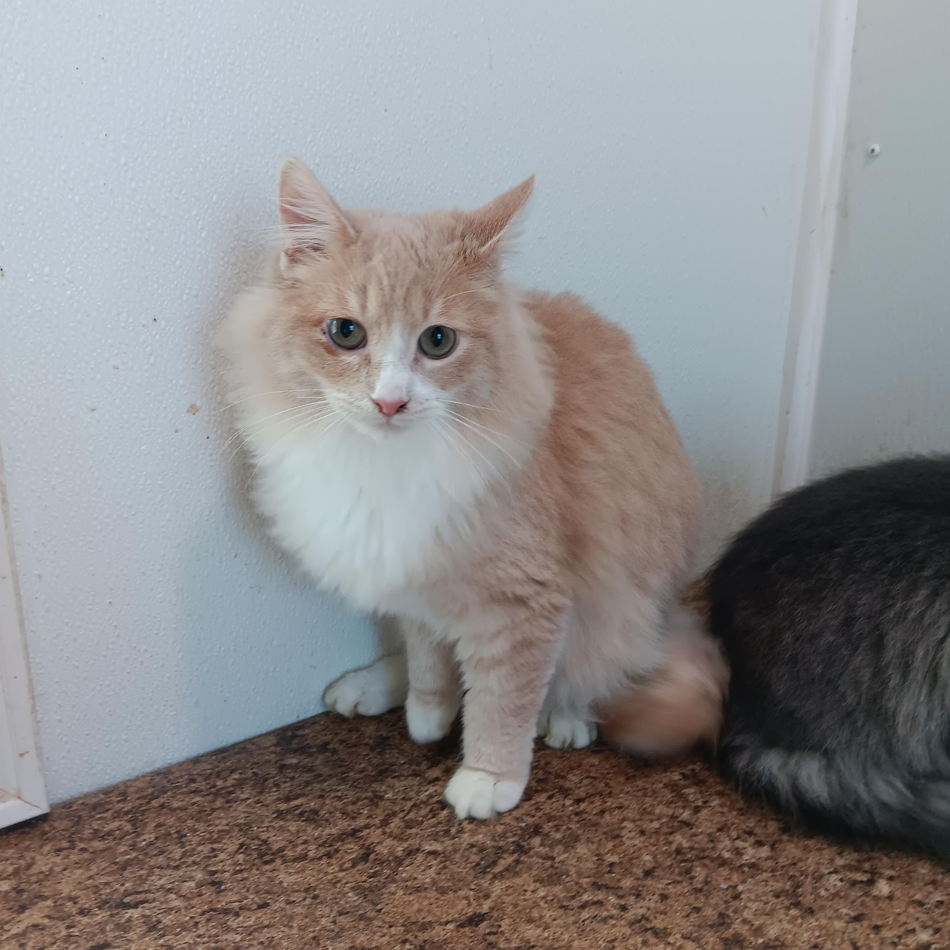 Zodiac and Big Mac, a Adoptable mixed breed in North East, MD image 3/4