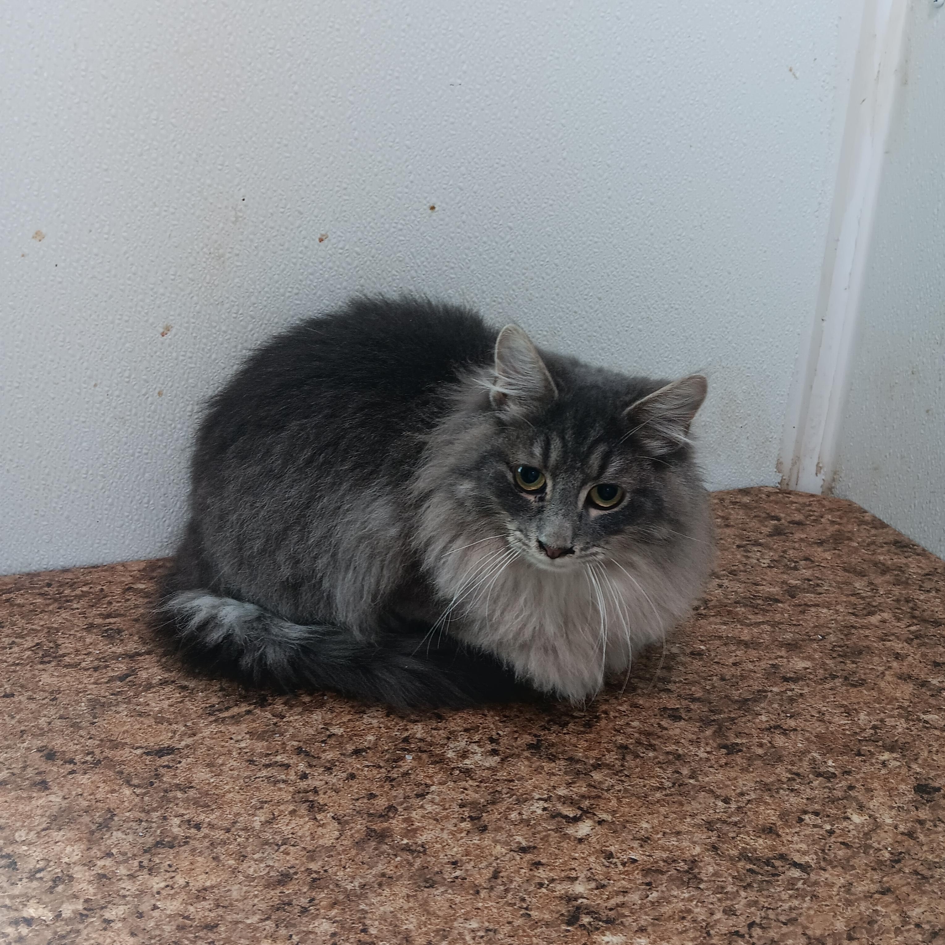 Zodiac and Big Mac, a Adoptable mixed breed in North East, MD image 4/4