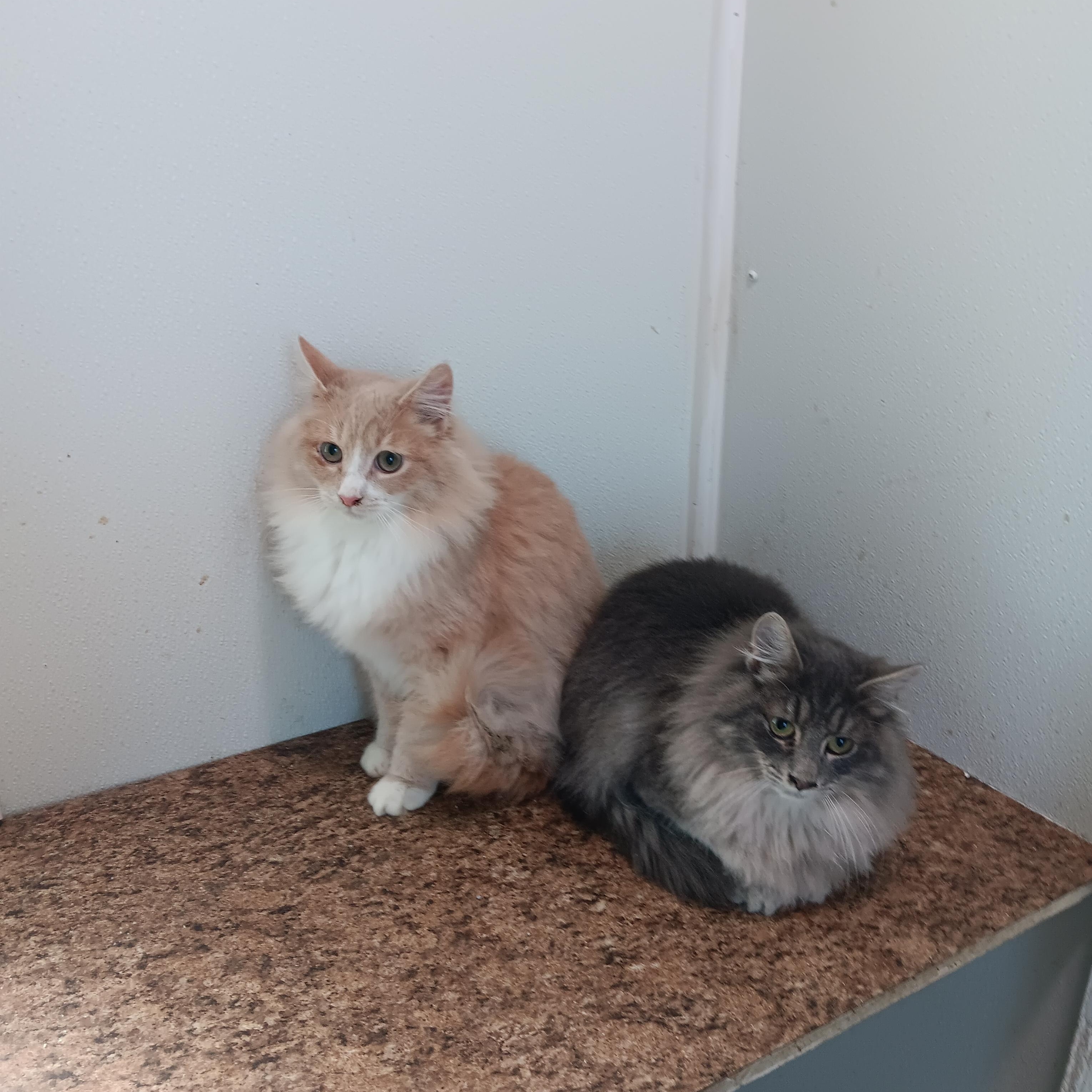 Zodiac and Big Mac, a Adoptable mixed breed in North East, MD image 1/4