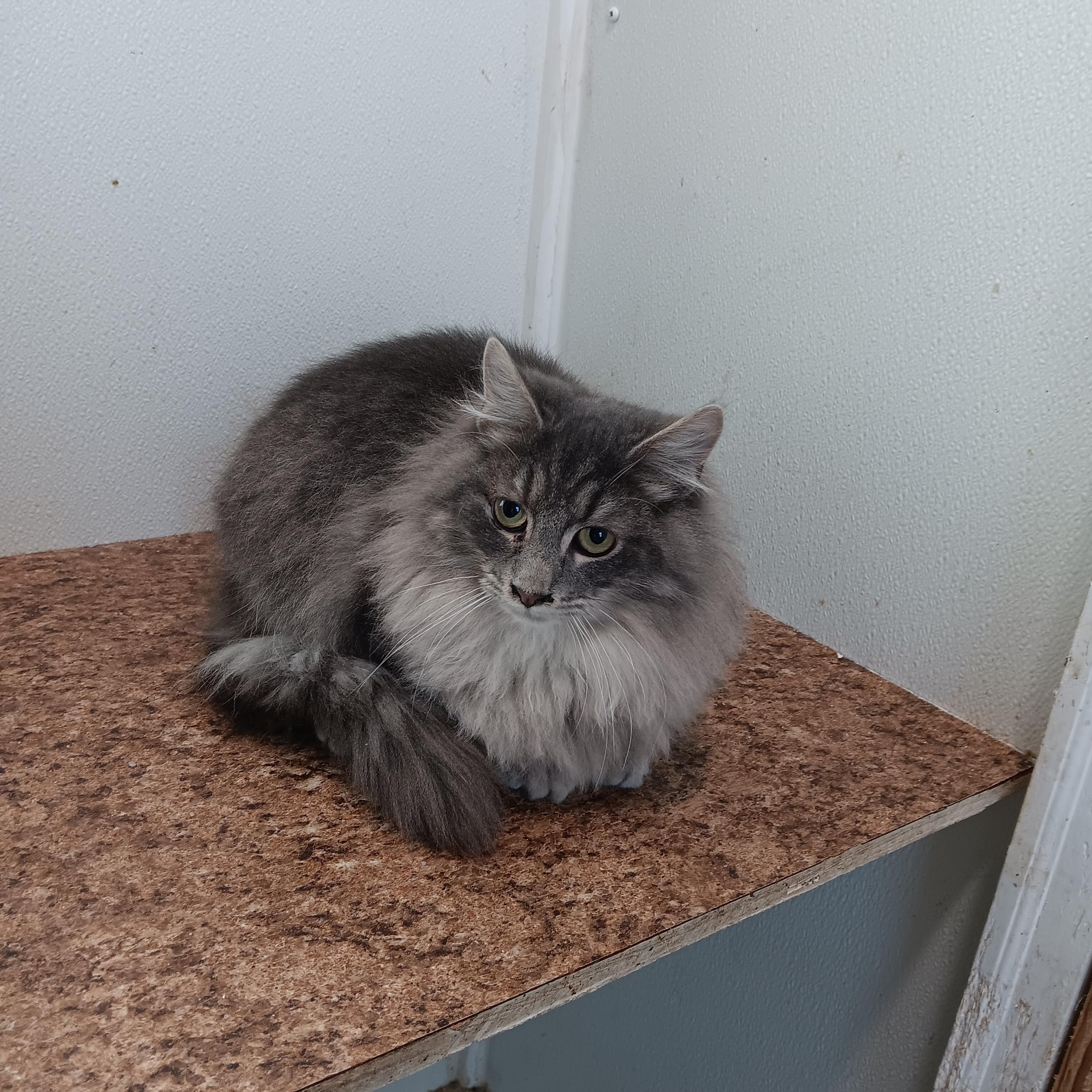 Zodiac and Big Mac, a Adoptable mixed breed in North East, MD image 2/4