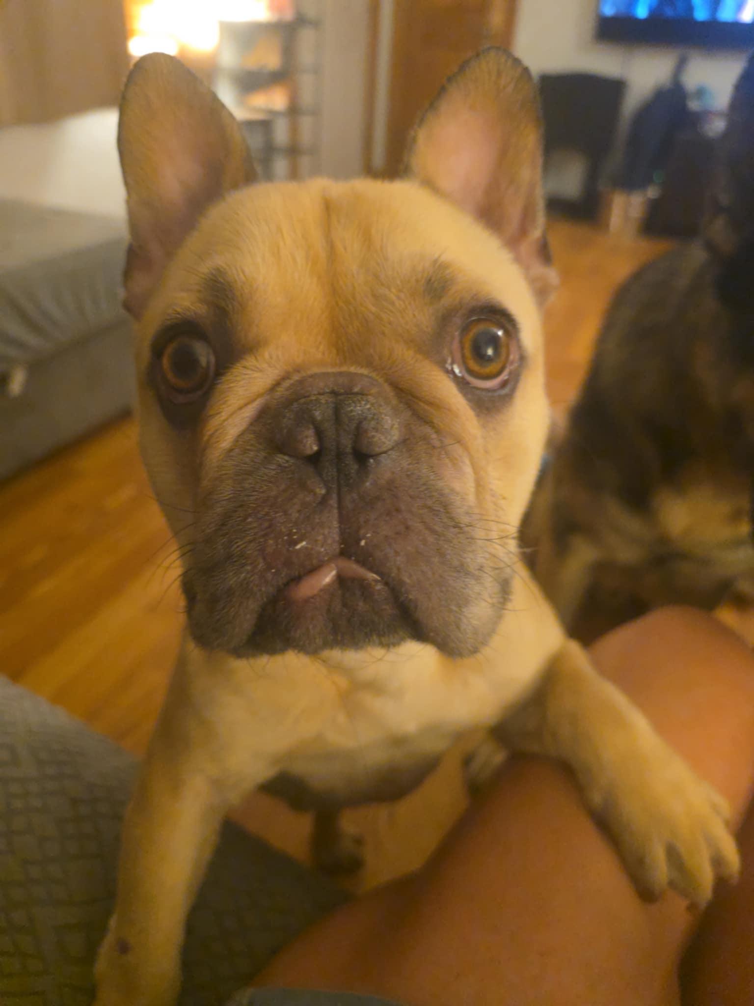 Gizmo