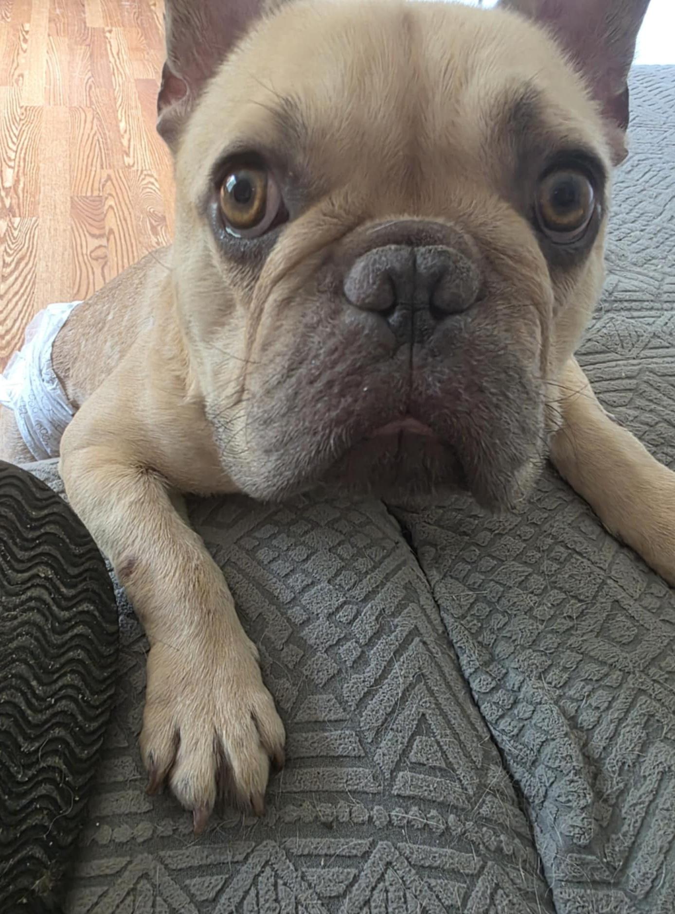 Gizmo