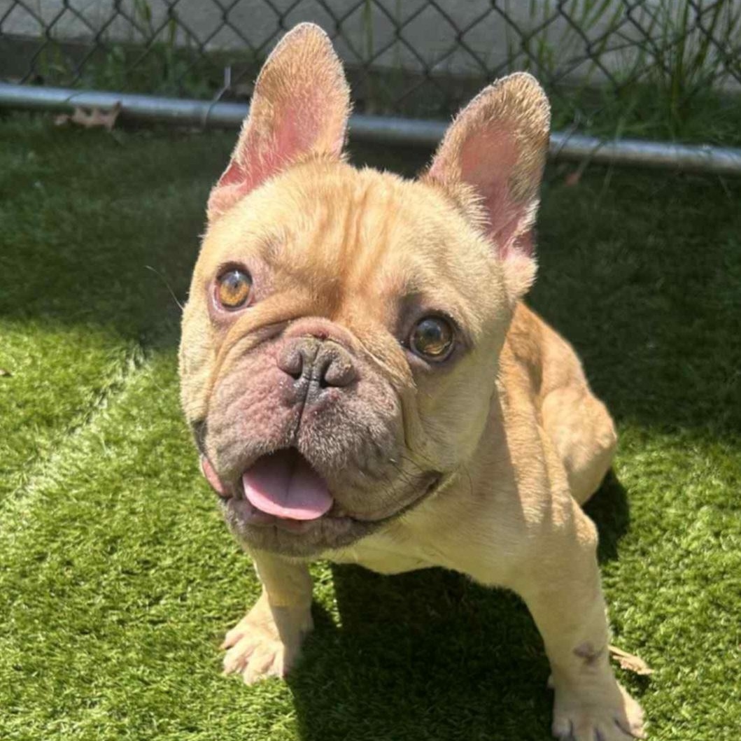 Gizmo