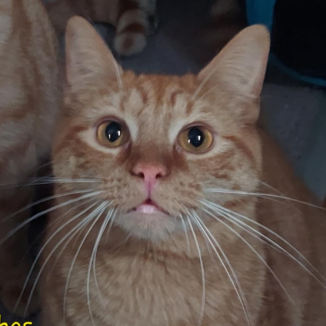 Enlarge Peaches, a Adoptable Domestic Short Hair in North Huntingdon, PA image 1/3