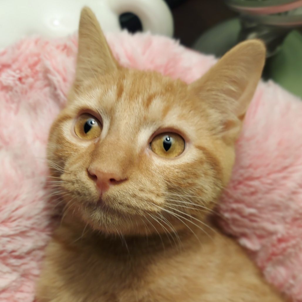 Enlarge Peaches, a Adoptable Domestic Short Hair in North Huntingdon, PA image 2/3