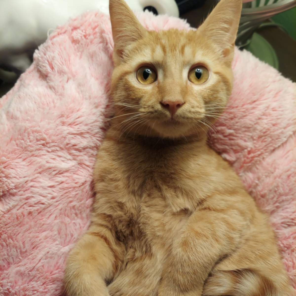 Enlarge Peaches, a Adoptable Domestic Short Hair in North Huntingdon, PA image 3/3