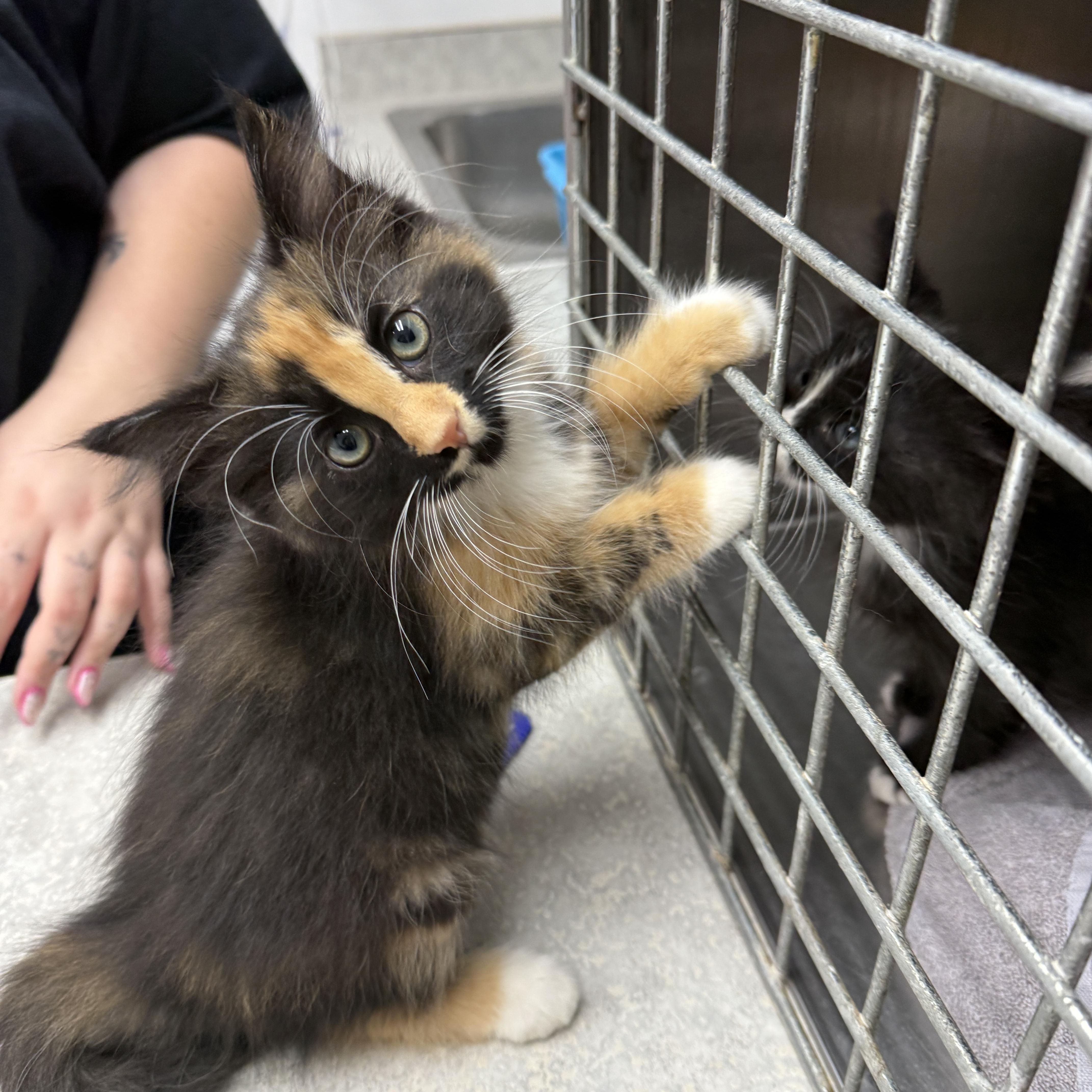 Velma, adopted, Kitten Female Domestic Medium Hair.