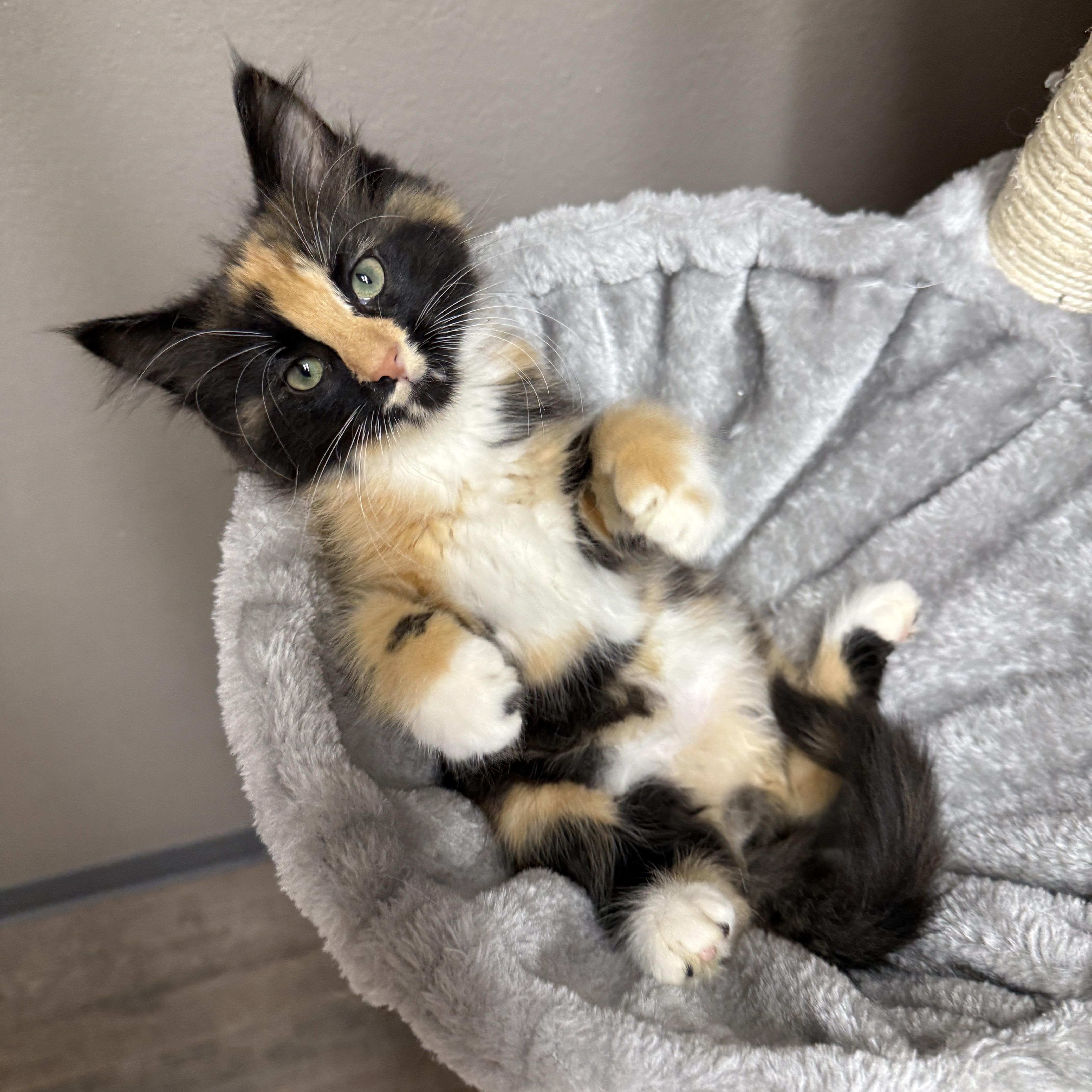 Velma, an adopted Domestic Medium Hair in Oconto, WI image 2/3