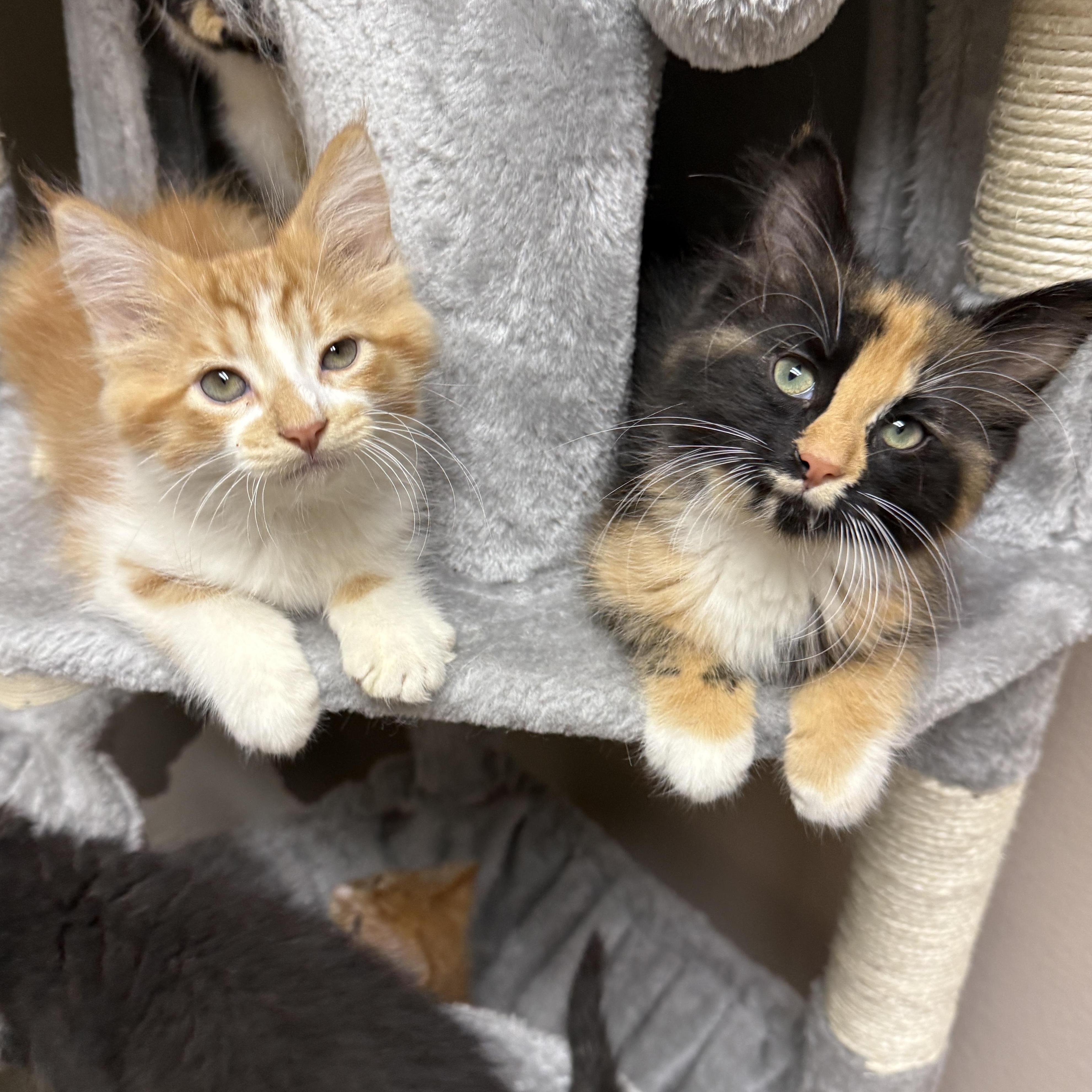 Velma, an adopted Domestic Medium Hair in Oconto, WI image 3/3