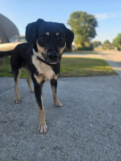 Enlarge Cove, an adopted mixed breed in Manhasset, NY image 3/6
