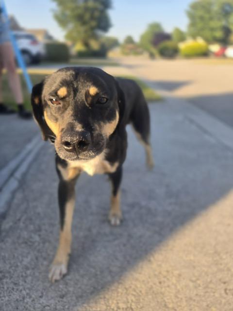 Enlarge Cove, an adopted mixed breed in Manhasset, NY image 5/6