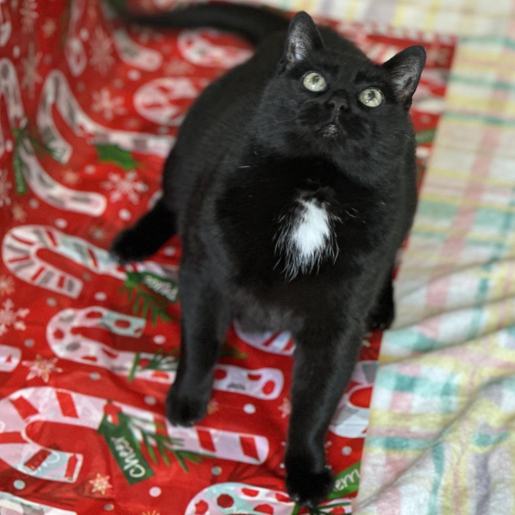 Midnight thumbnail 2