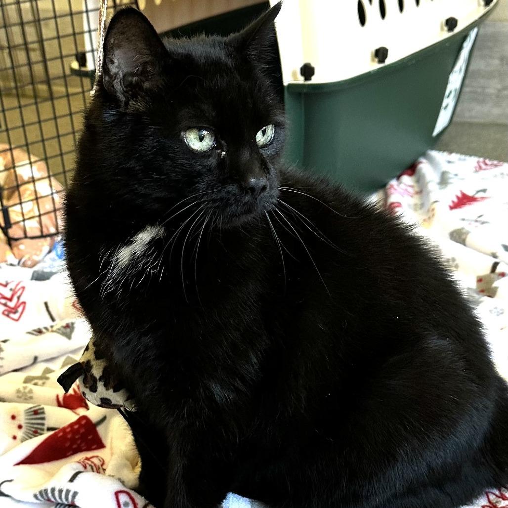 Midnight thumbnail 3