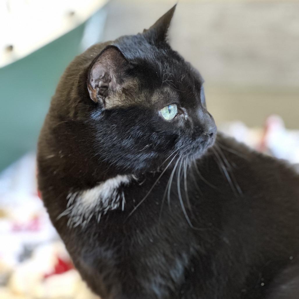 Midnight thumbnail 4