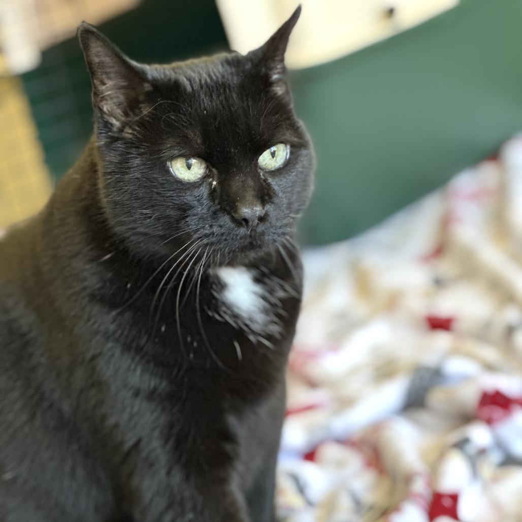 Midnight thumbnail 5