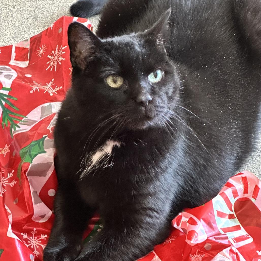 Midnight thumbnail 6