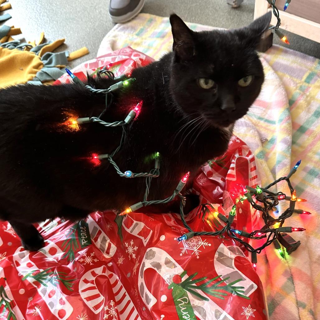 Midnight thumbnail 7