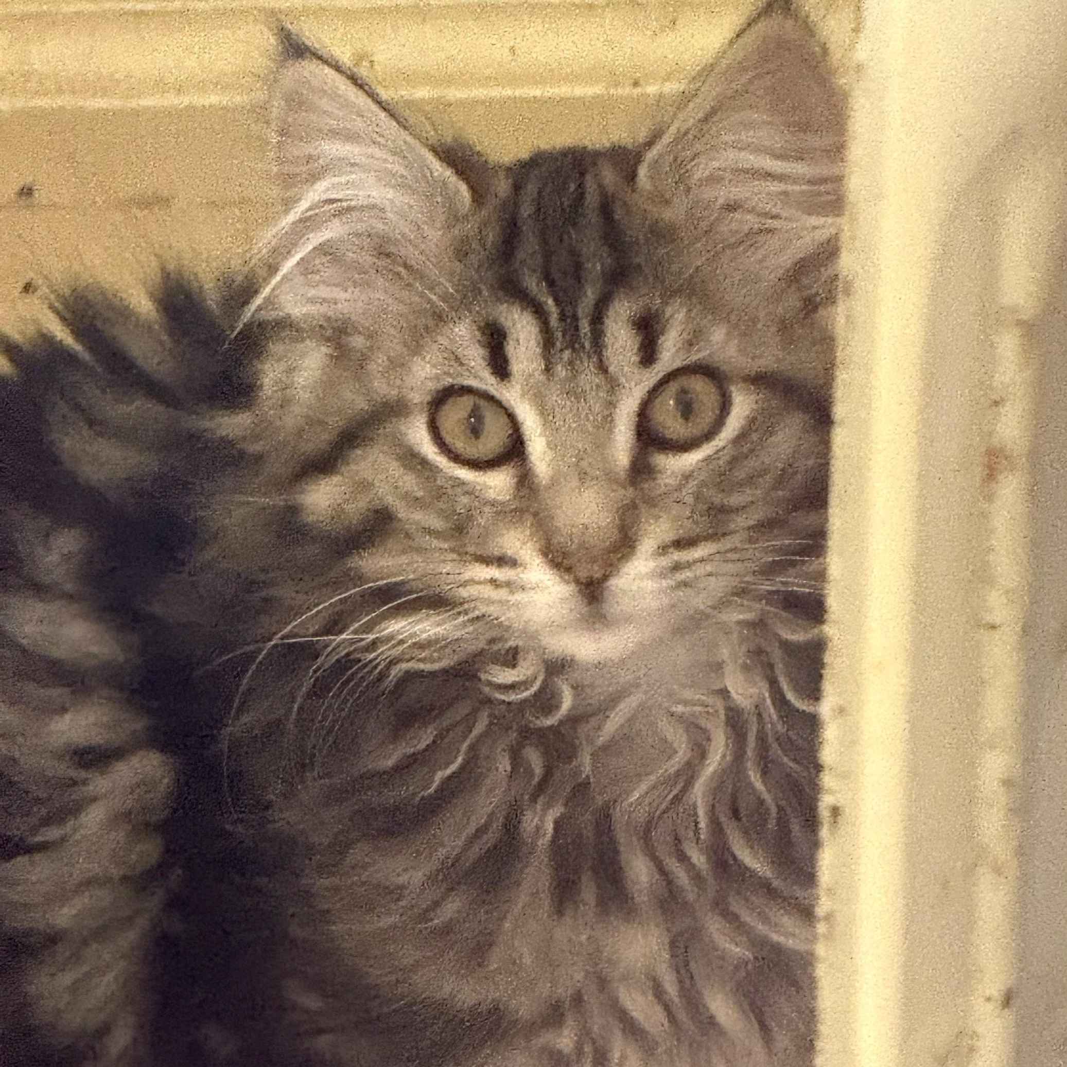 Juno, adopted, Young Female Domestic Long Hair.